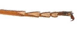   Sirex nitidus  tarsal pulvillus; photo by H. Goulet, CNC 
